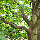 Trees saucer magnolia