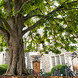 Trees sugar maple