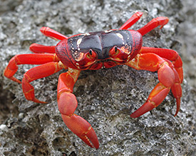 Red Crabs ethel
