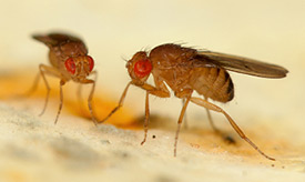 Murthy flies