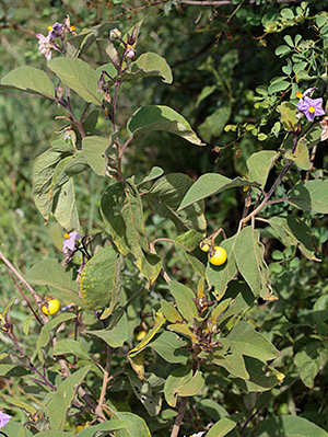 Solanum_plant300
