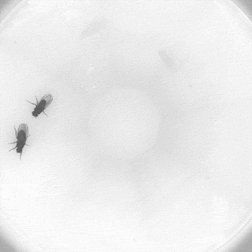 fruit flies following each other around