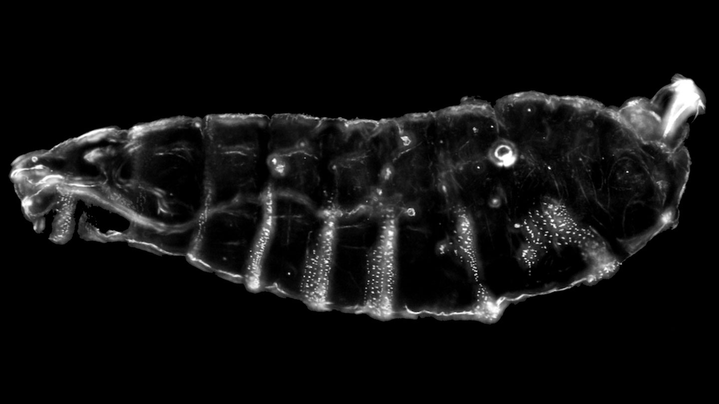 How the fruit fly got its stripes Researchers explore the precision of