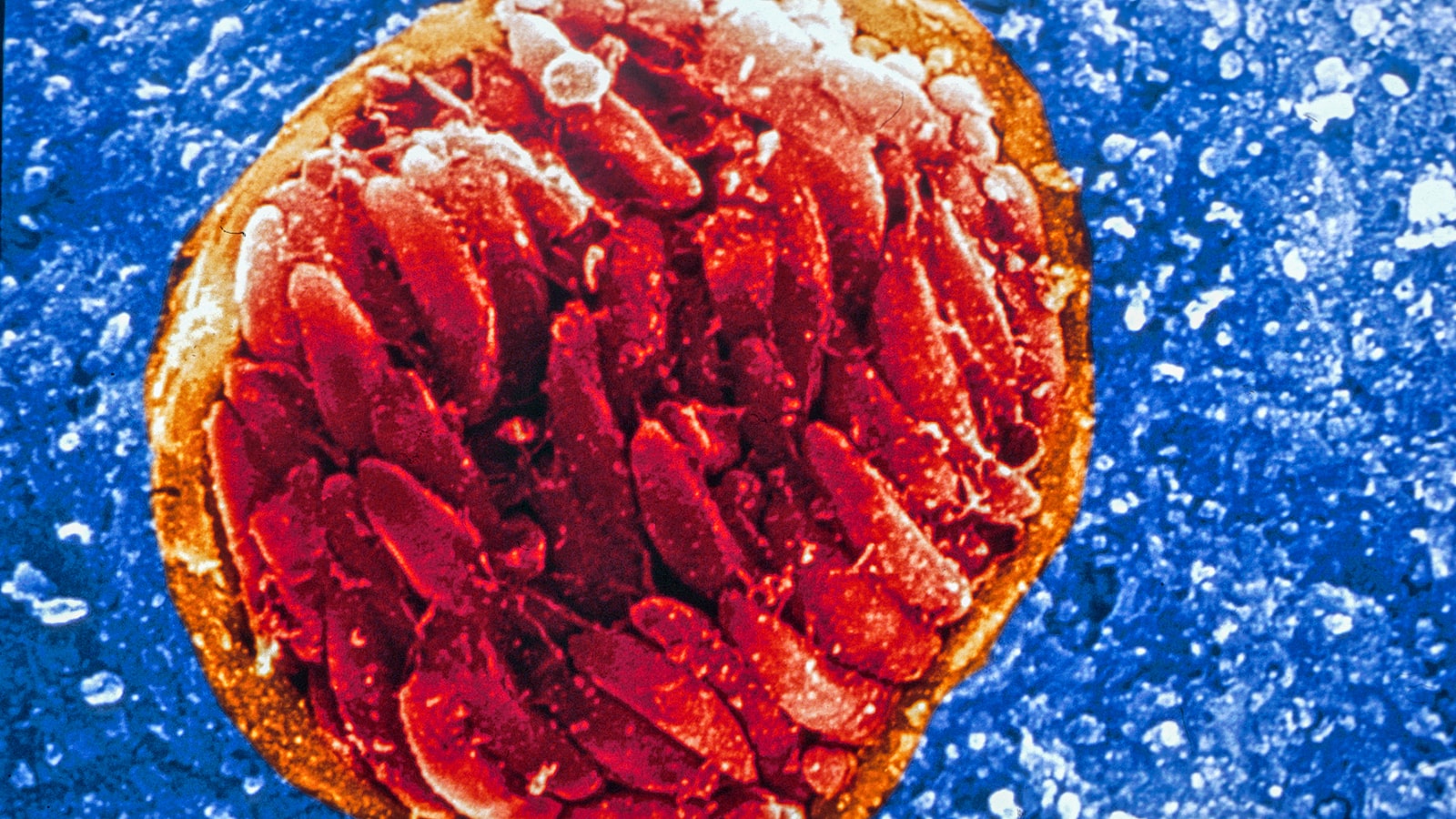 Robert Prud’homme named first recipient of Princeton’s Dean for Research Award for Distinguished