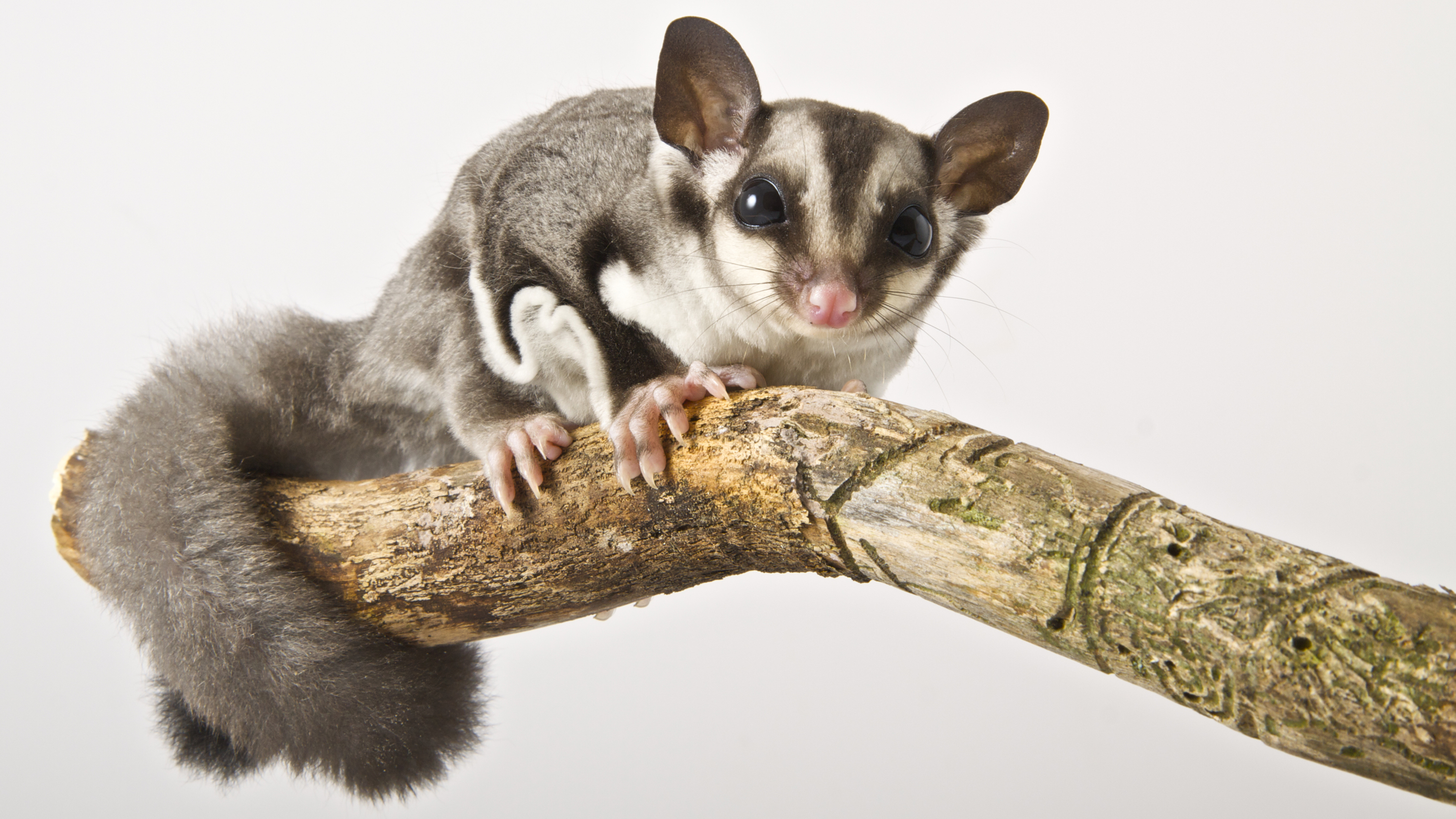 Sugar Glider Flying