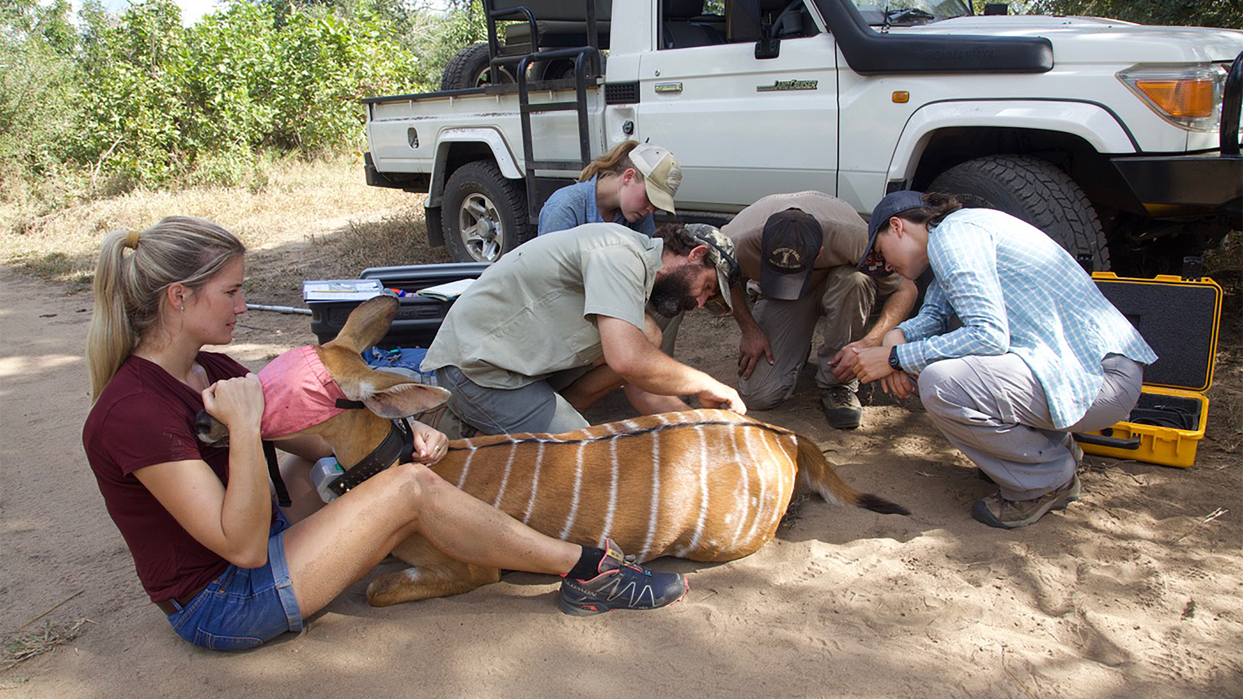 Young woman holds an antelope steady as others take measurements of its health