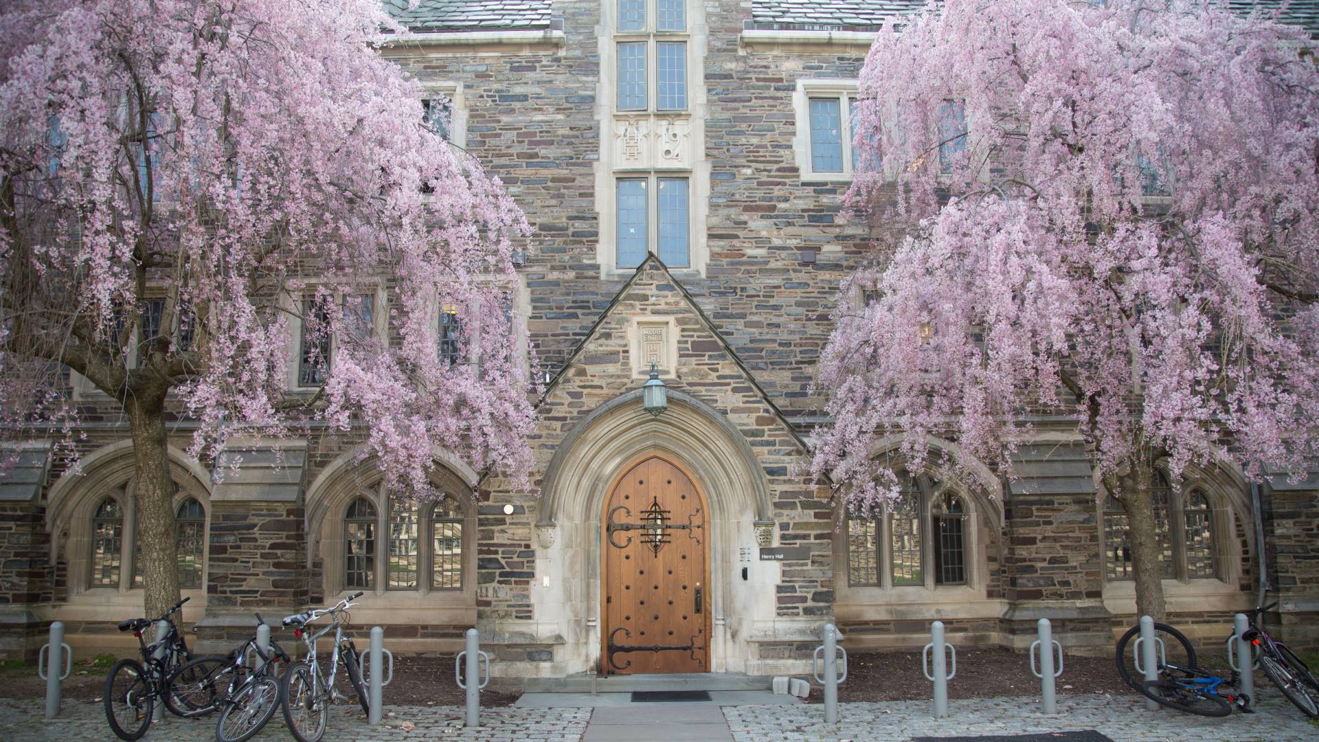 Pink buds bloom on trees outside an entry to Henry Hall dormitory.