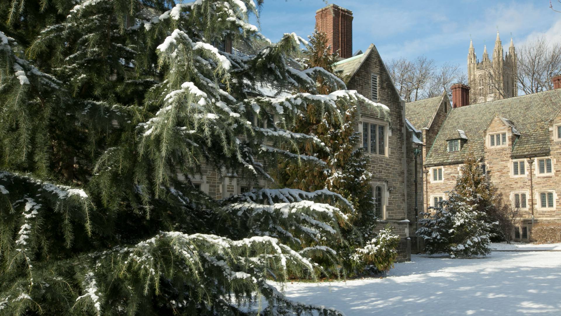 Campus dorms and pine tree in snow