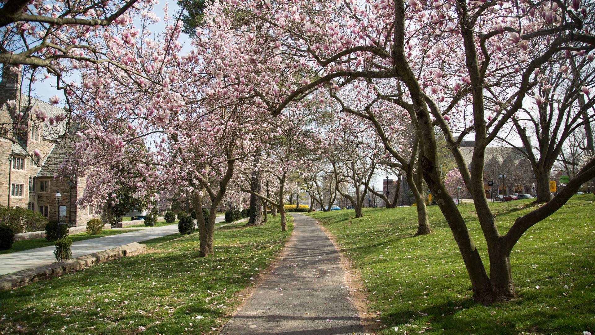 Magnolias on campus