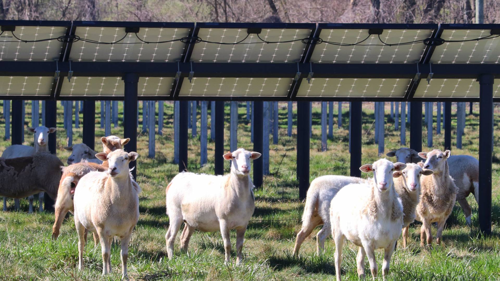 Sheep in front of solar panels
