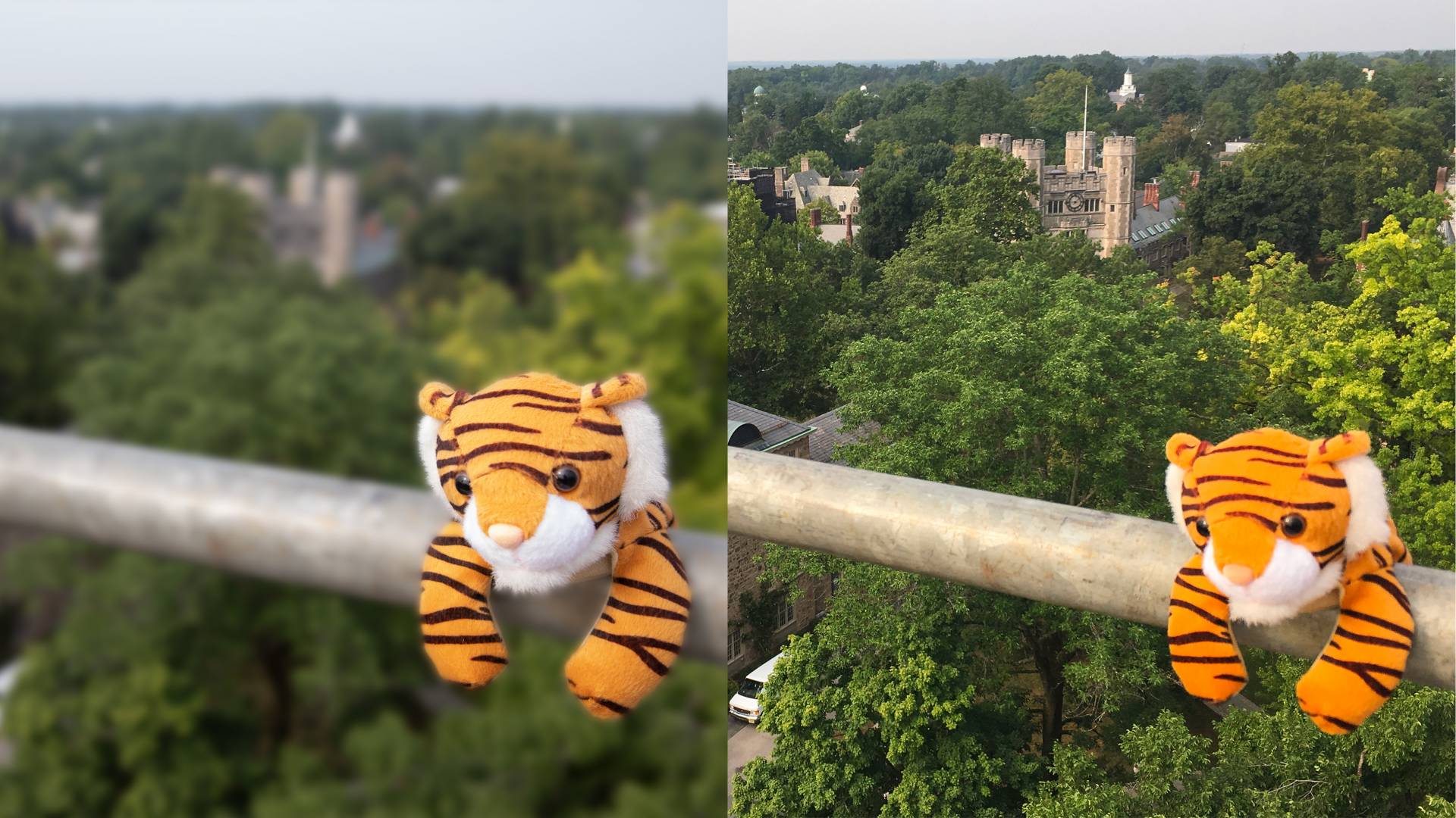 Two images side-by-side: An image of a stuffed tiger on a railing with a blurred campus in the background and an image of the same stuffed tiger with an unblurred campus in the background