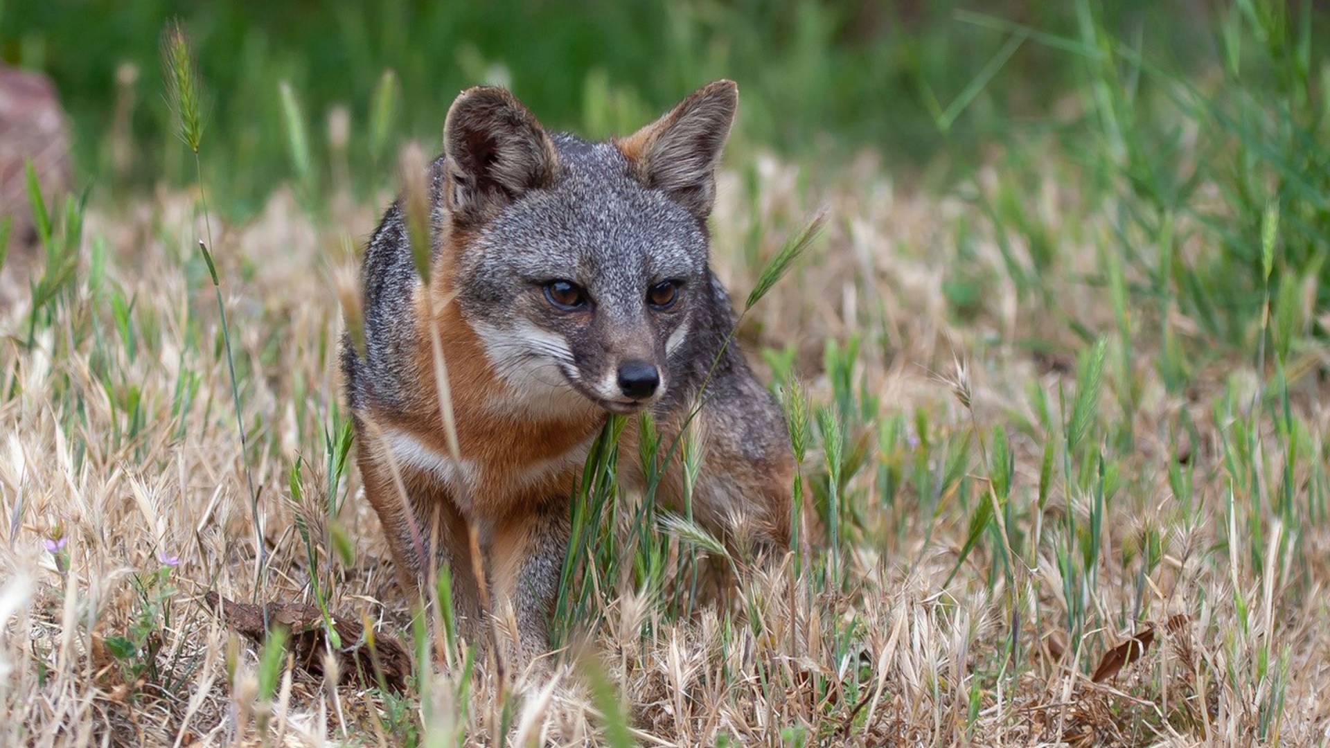 A fox standing among grass
