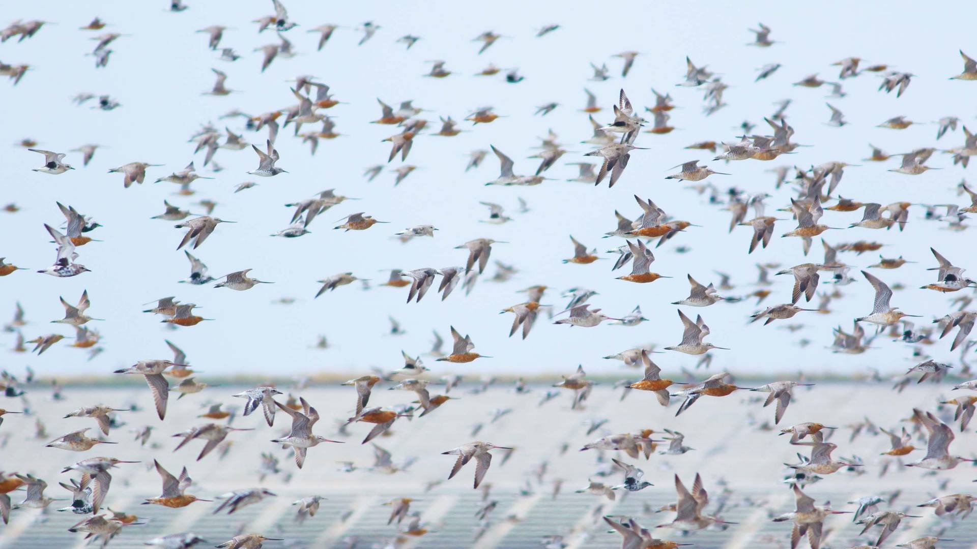 flock of shorebirds in flight