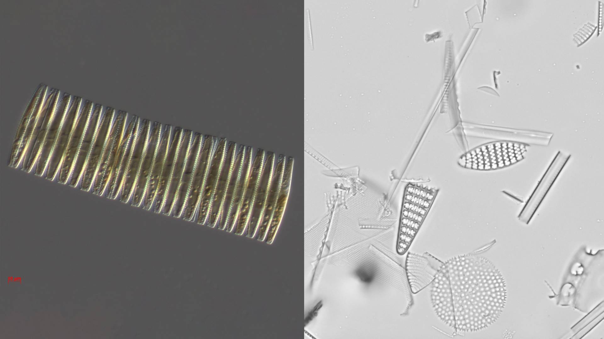 live cylindrical diatom and shapes of fossilized diatoms