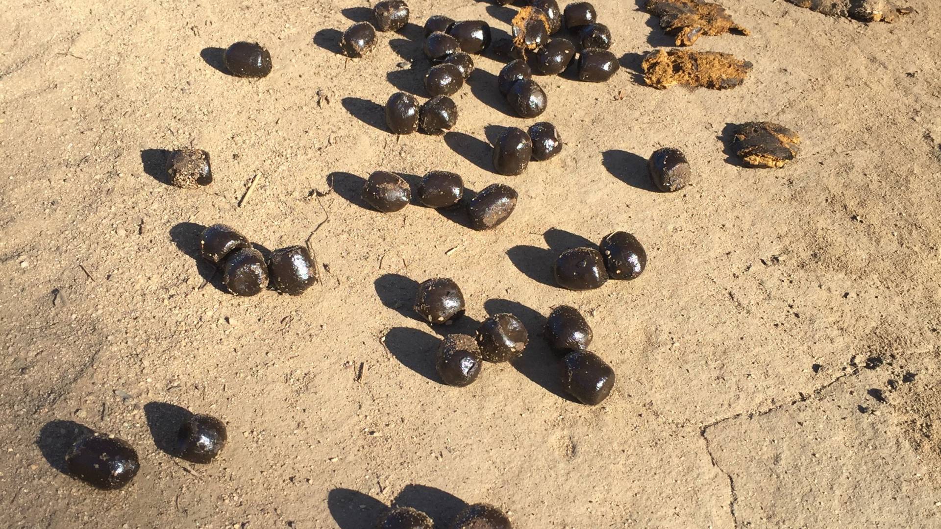 A trail of ball-shaped poop
