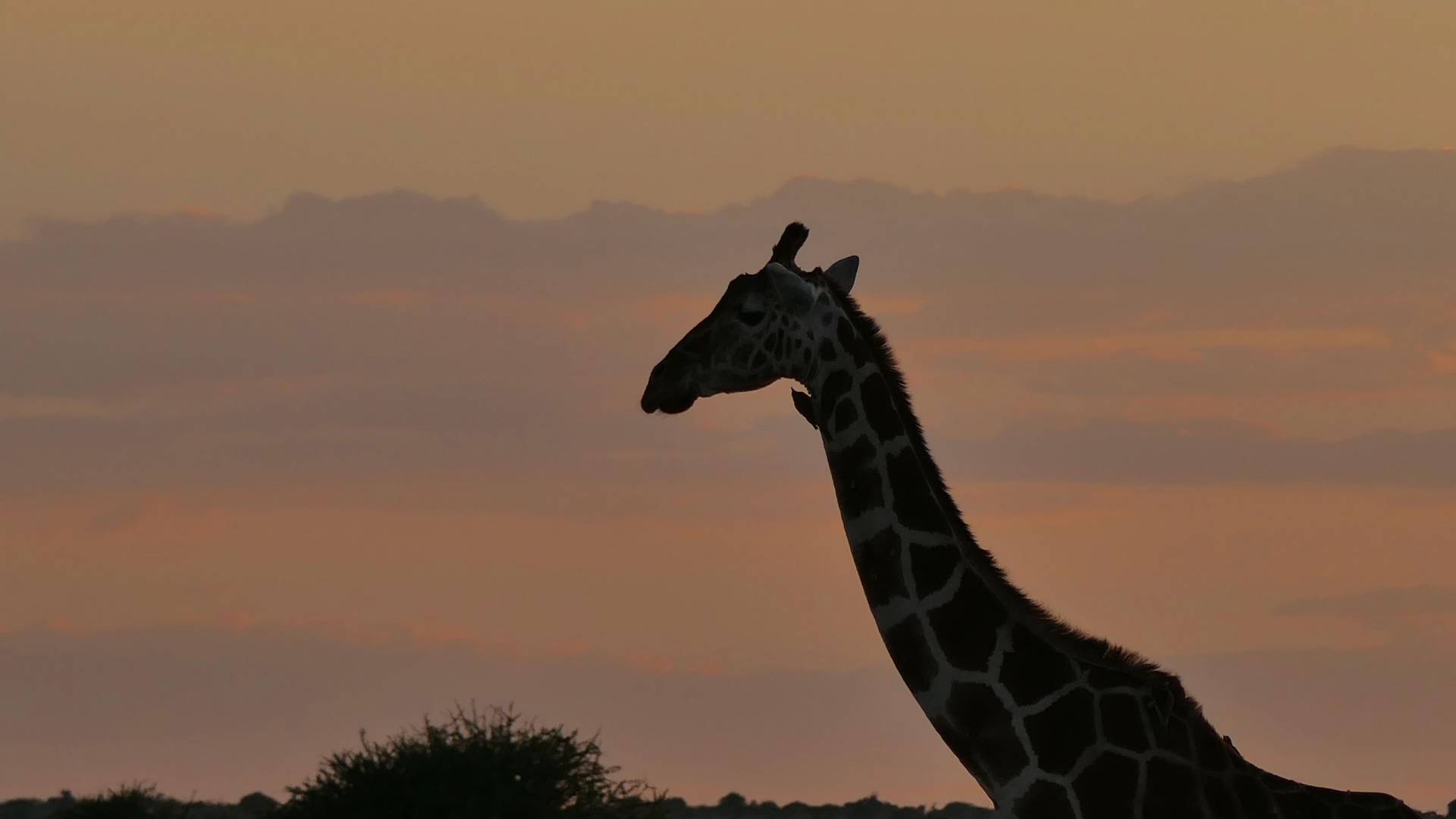 A giraffe moves across the landscape at dusk