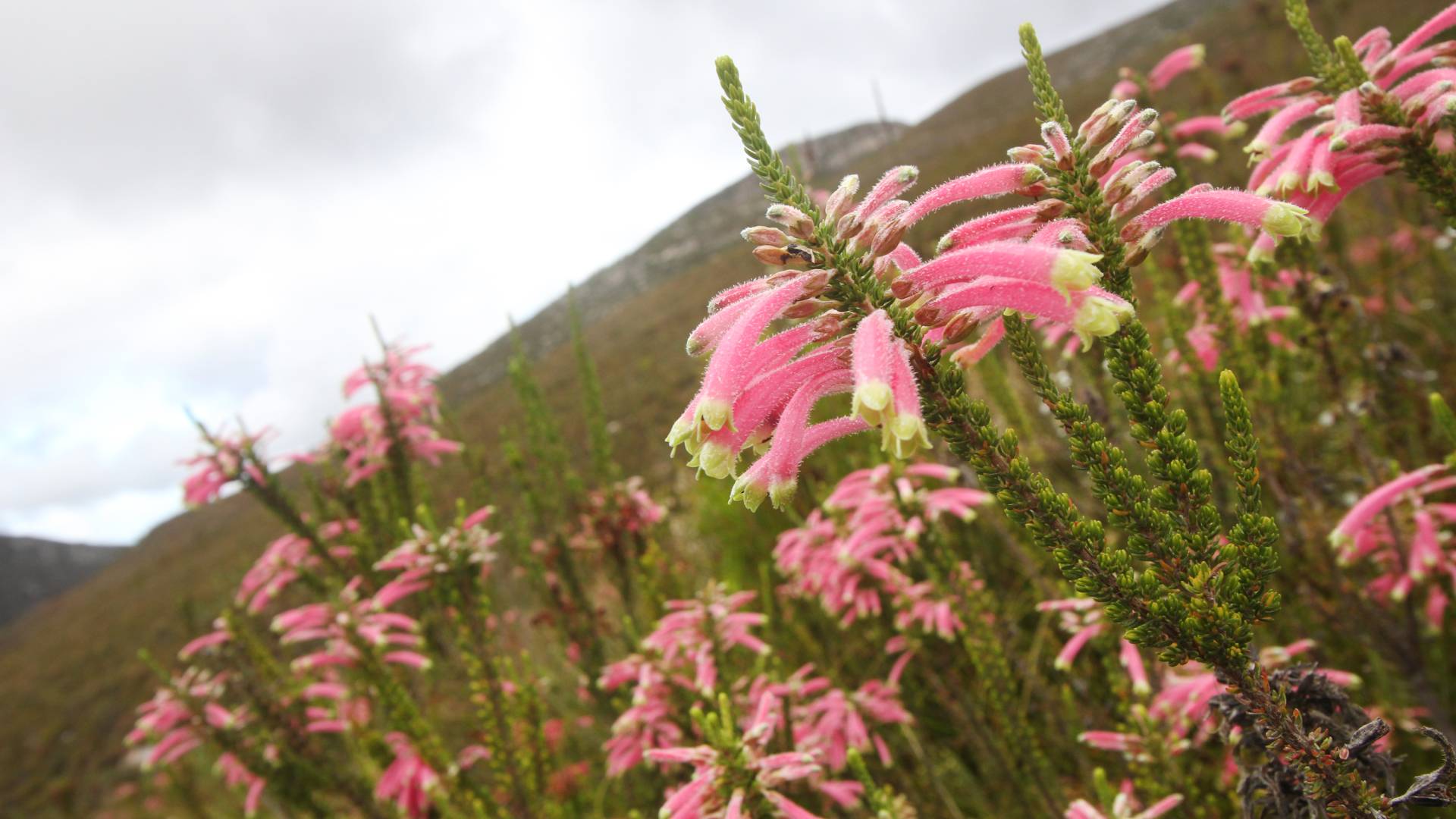 pink flowers on a hillside
