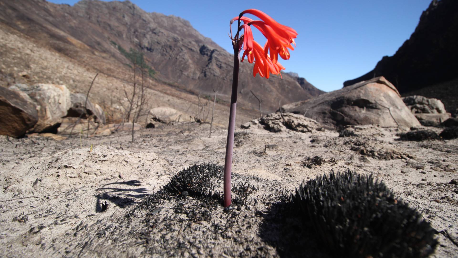 a plant, flowering red blossoms, emerges out of barren-looking soil