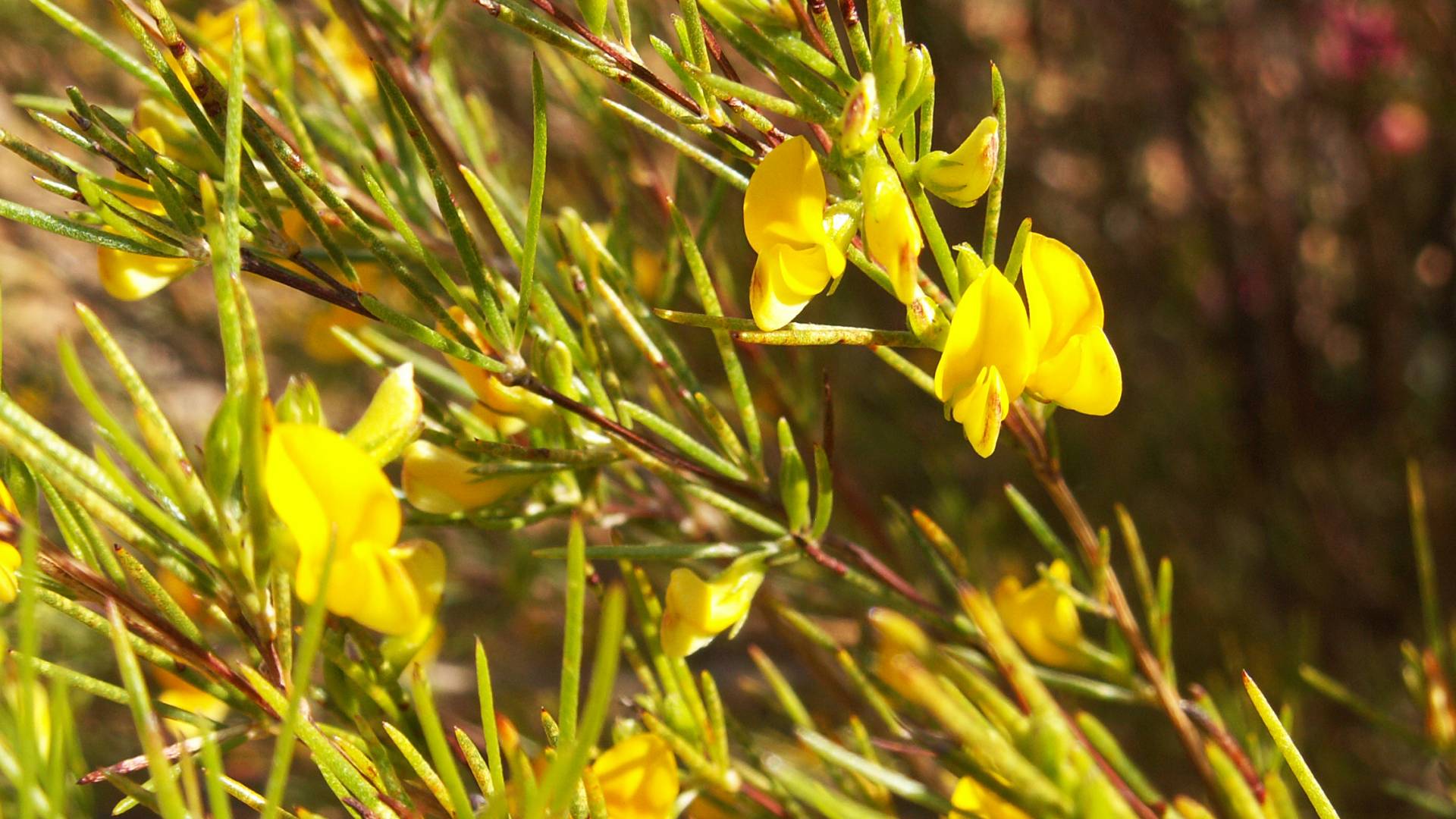 rooibos plant with yellow flowers