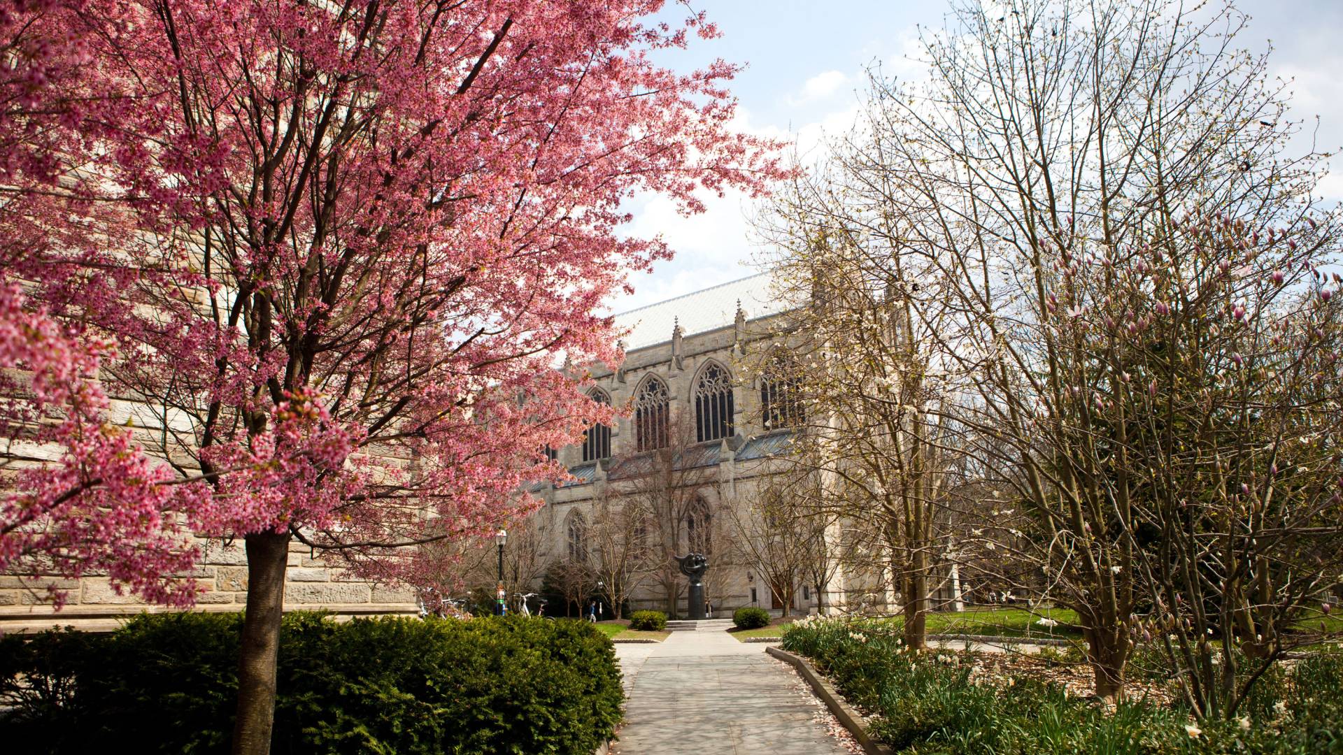 pink blossoms bloom beside the chapel in spring