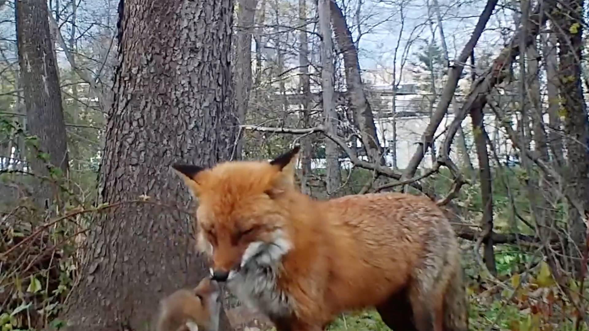 Fox pup and mother