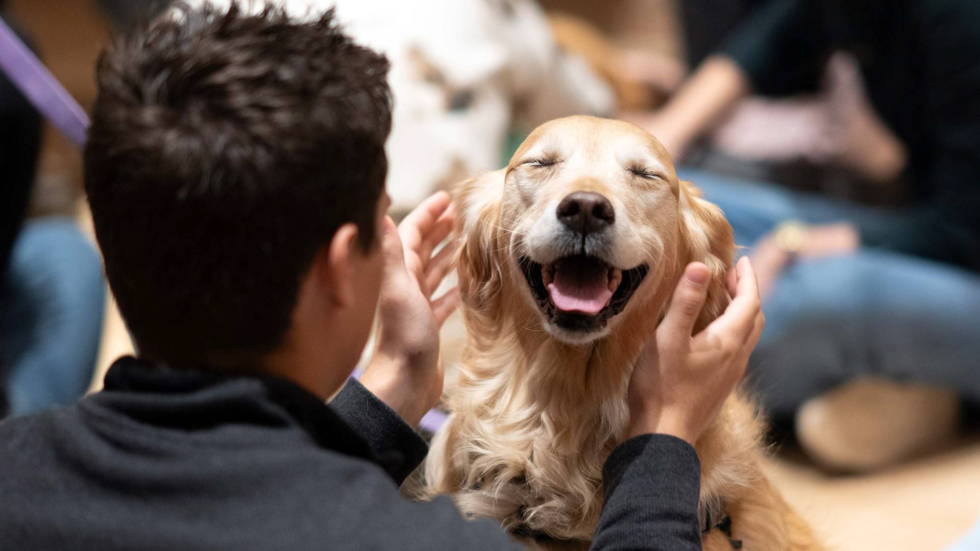 A dog being petted by a student