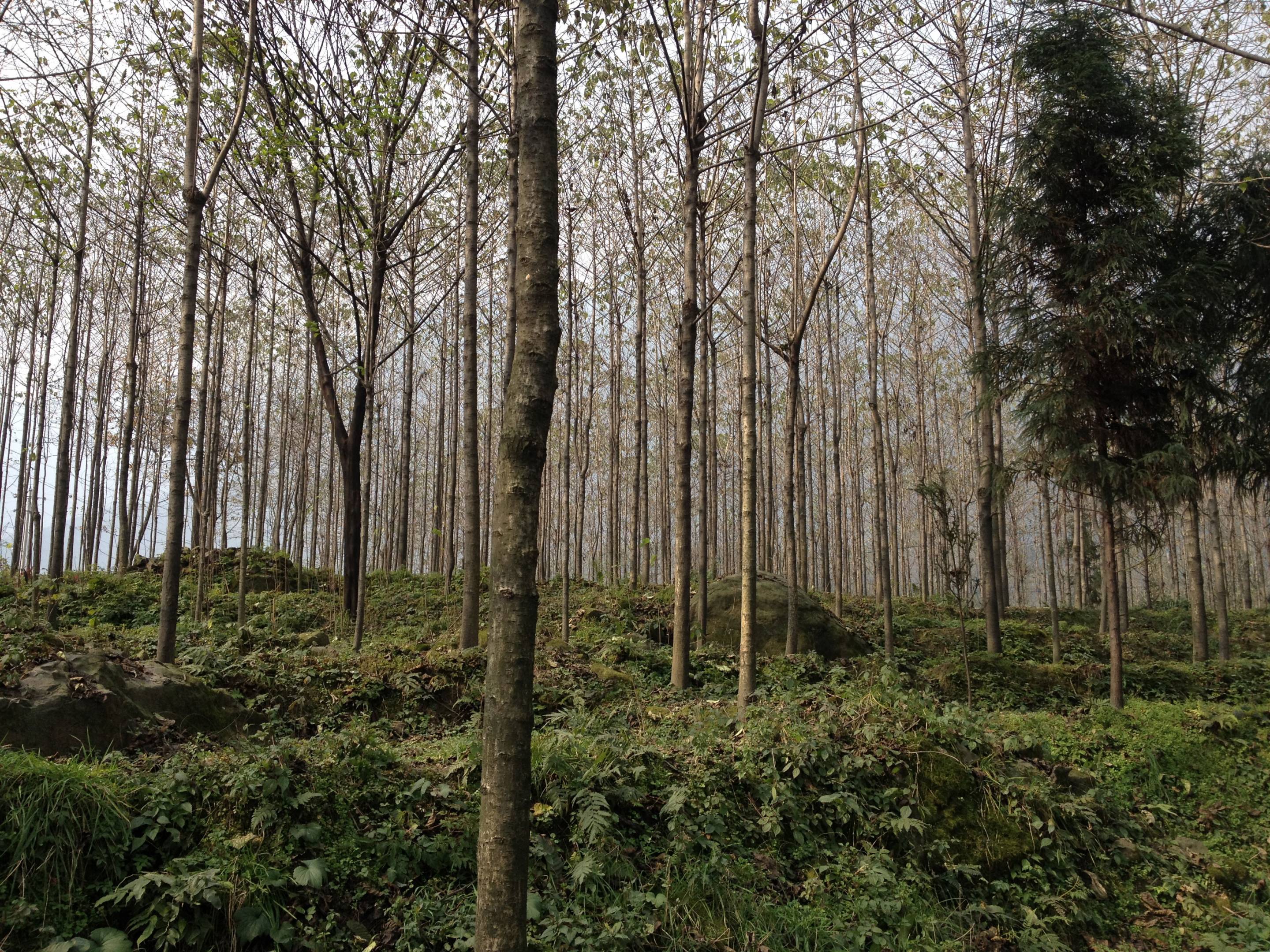 Survival and restoration of China's native forests imperiled by ...