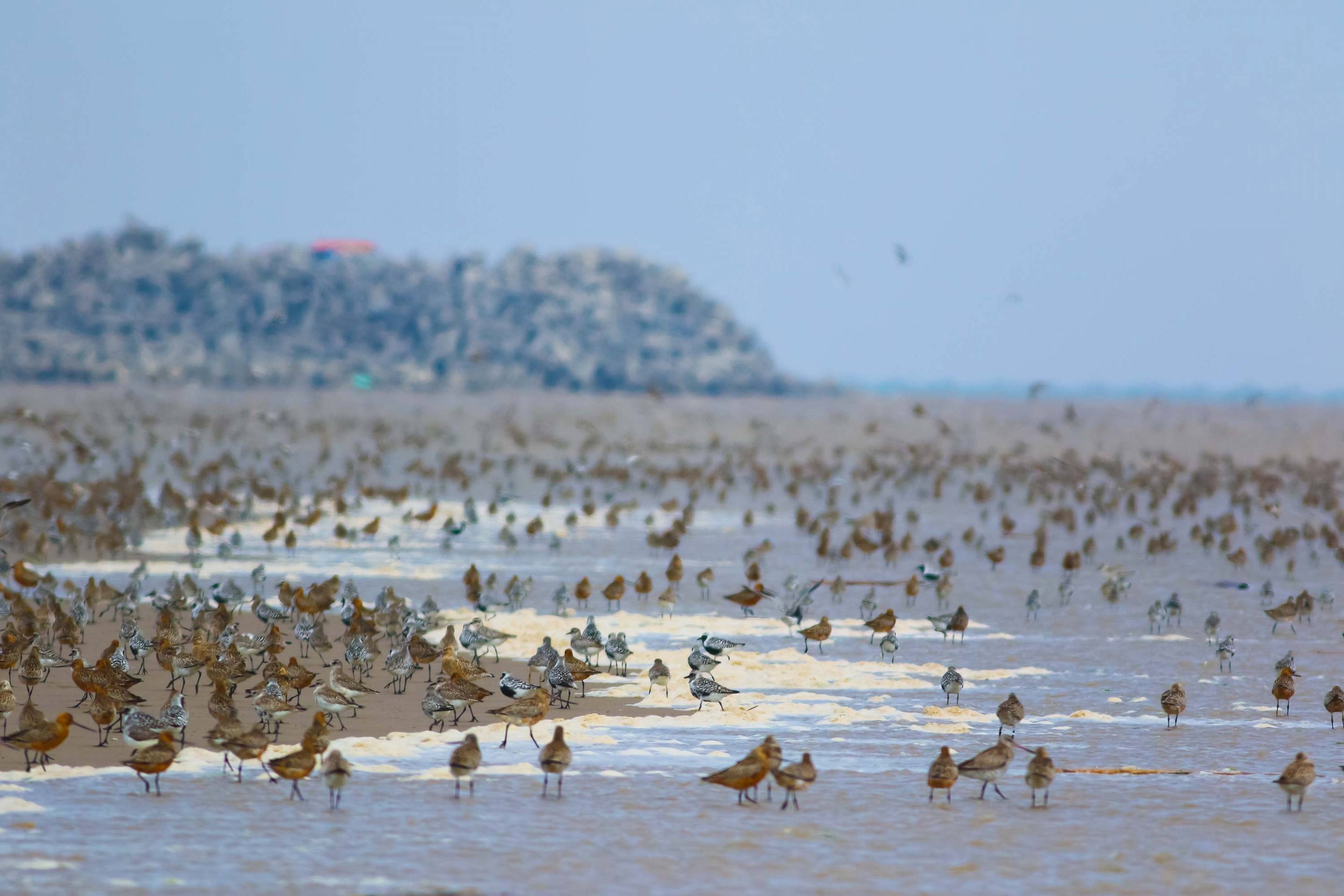 Study on shorebirds suggests that when conserving species, not all land ...