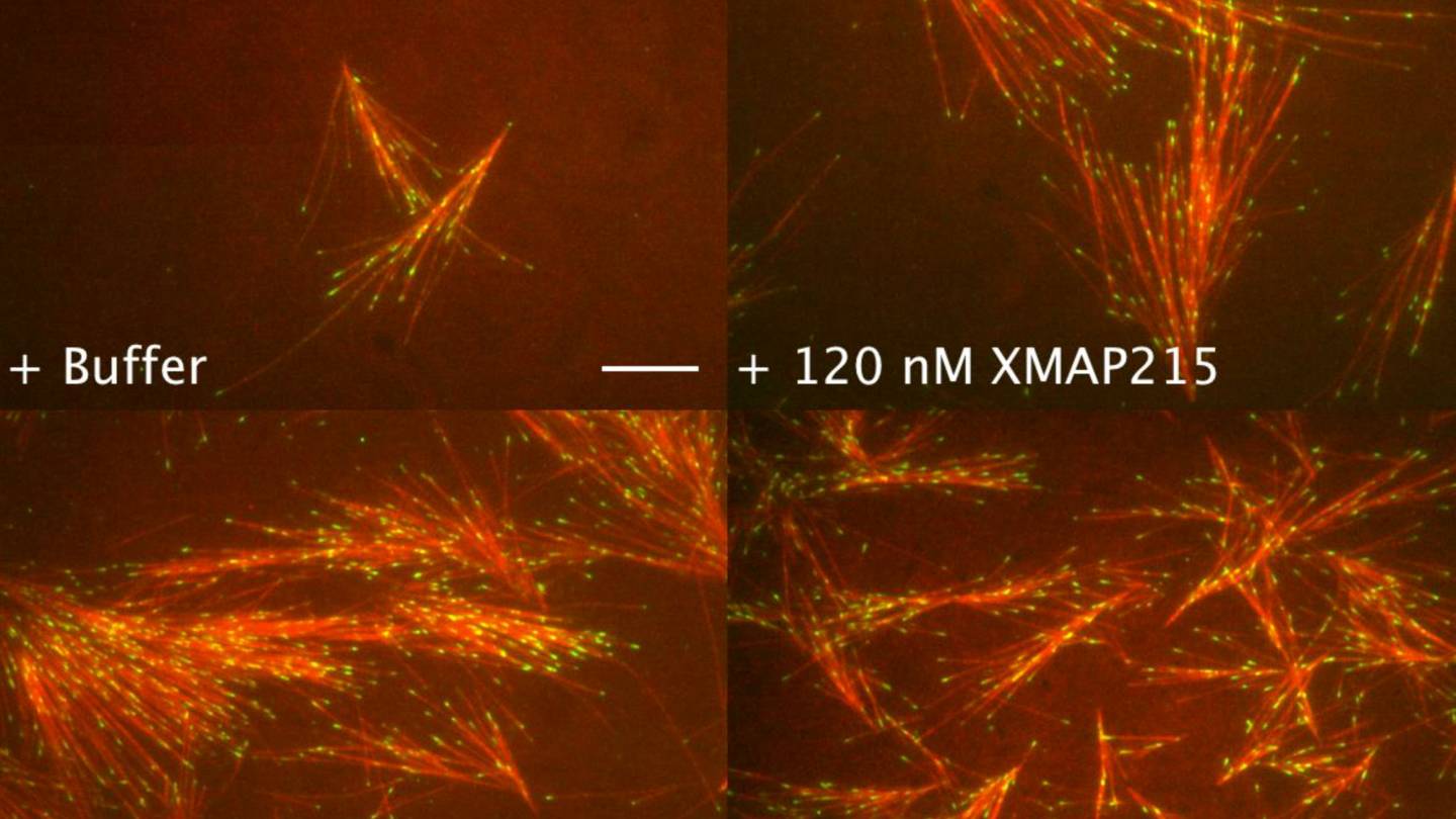 Microtubule nuculeation with XMAP215