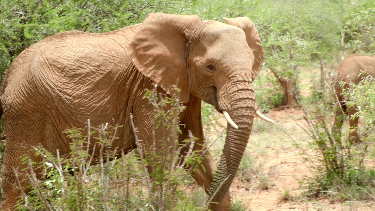 Elephant at Mpala