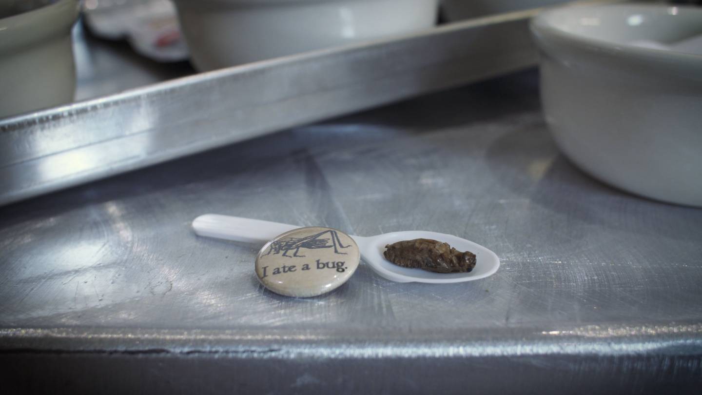 "I ate a bug" button and spoon holding a dried cricket sitting on counter