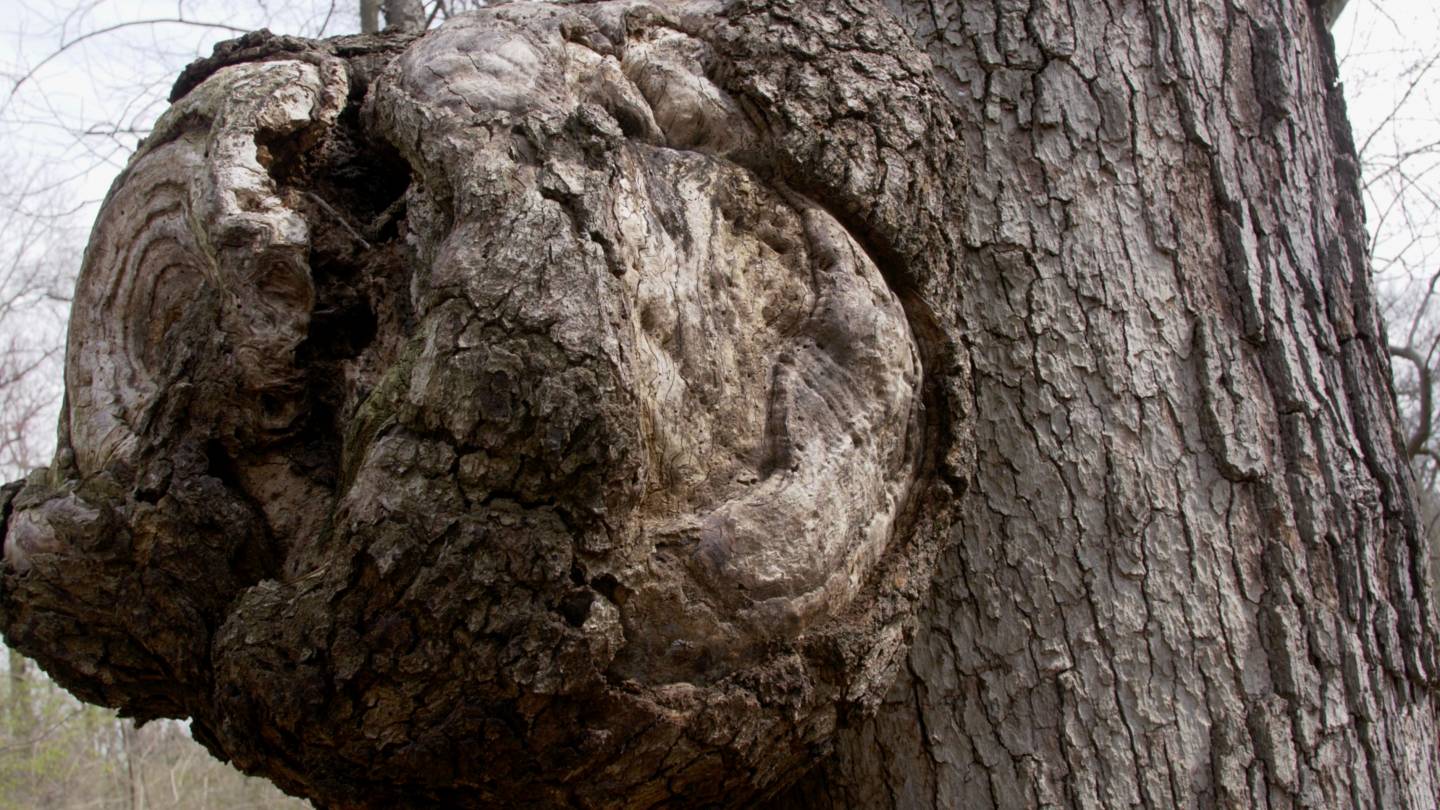 Burl on tree
