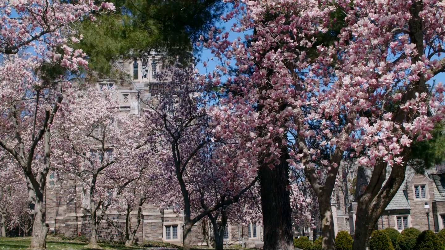 Magnolias in full bloom on campus