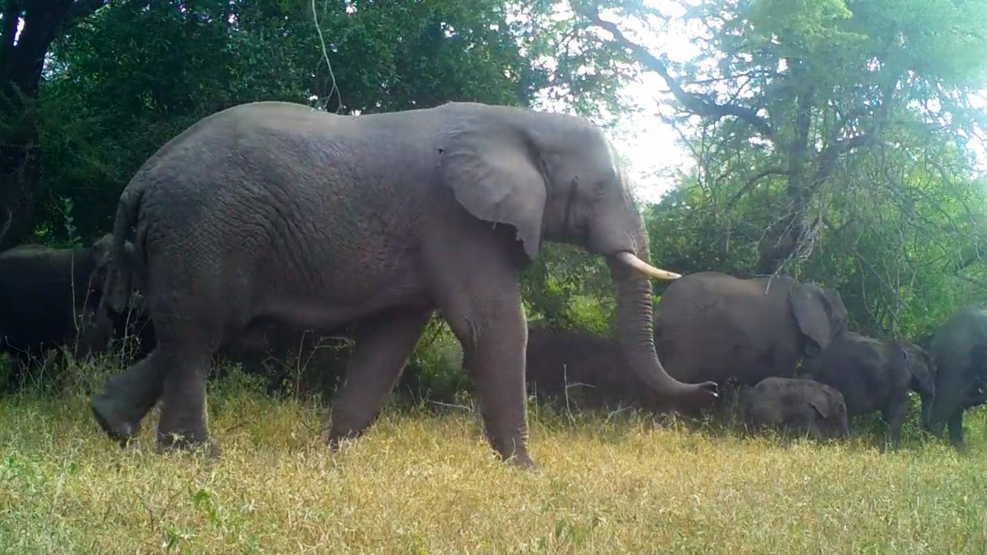 elephants walking through a clearing