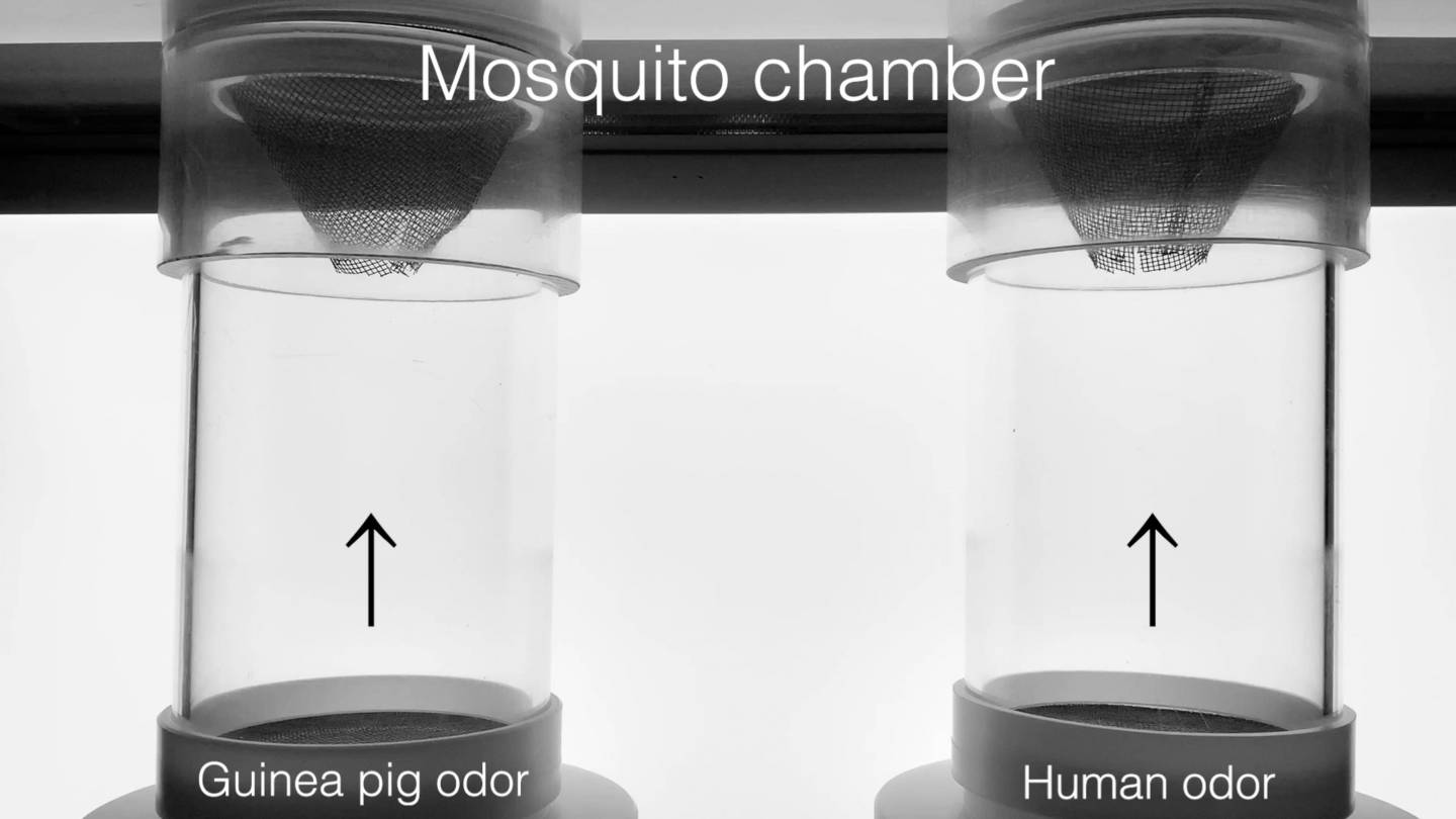 The live host two-port olfactometer the researchers used to test the preference of mosquitoes for human hosts.