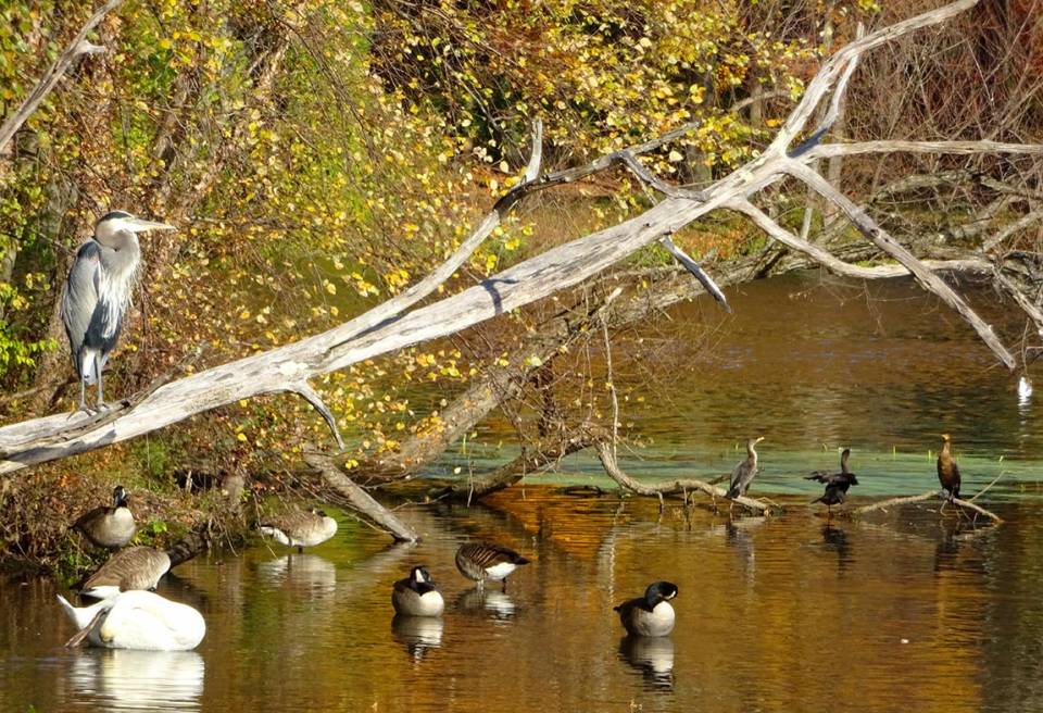 Princeton's Lake Carnegie A place for nature, a scene for activity
