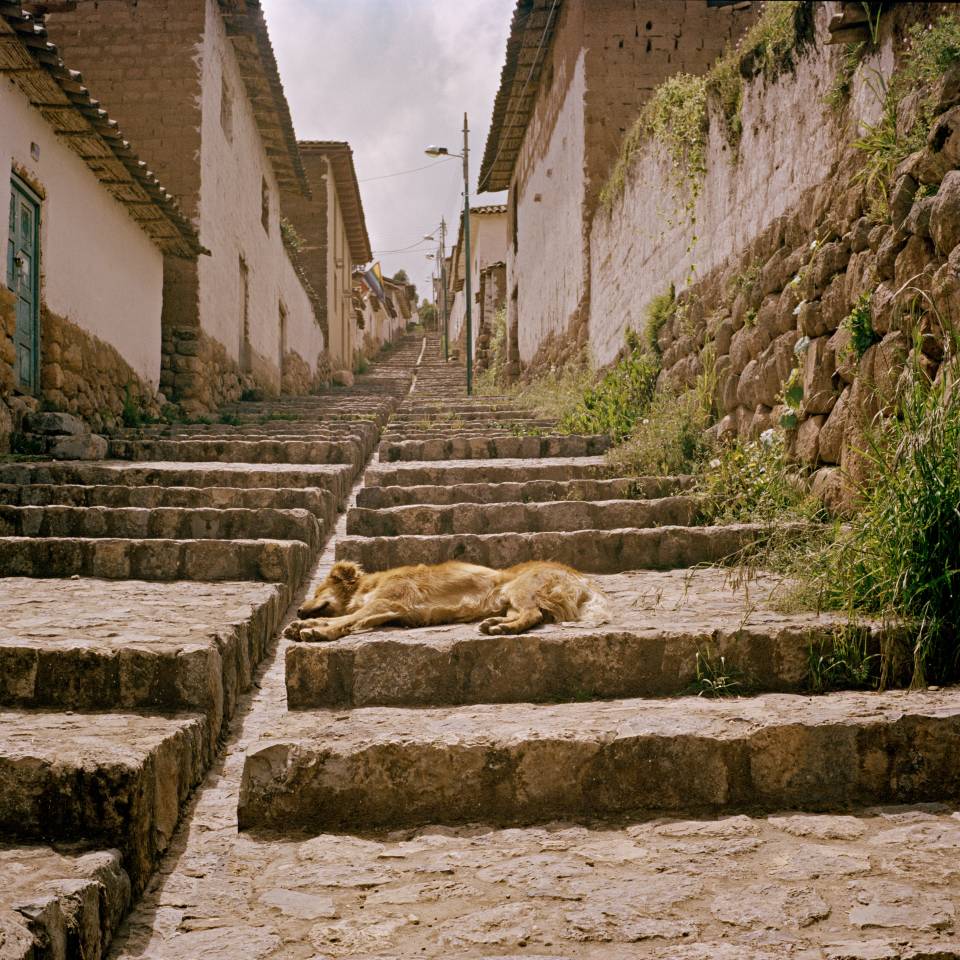 Dog napping on steps