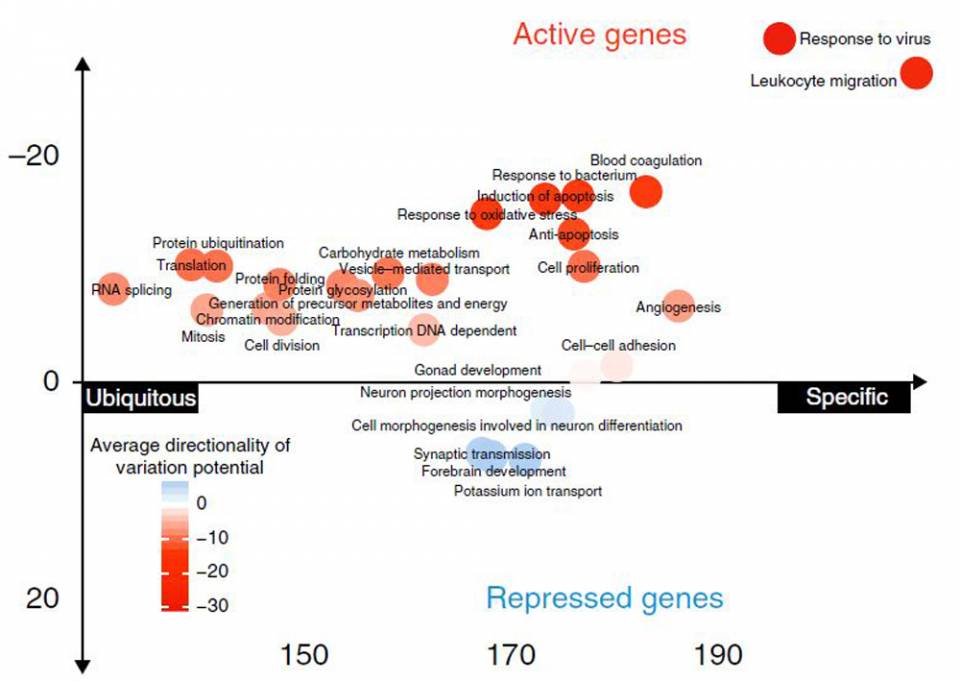Method reveals how hidden DNA mutations affect tissues