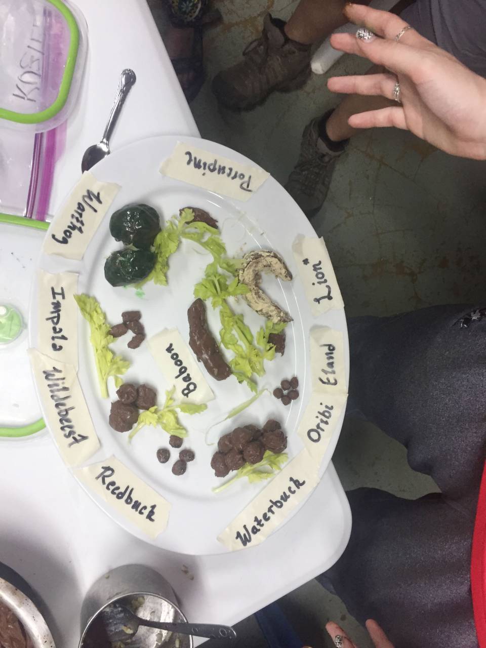 A plate of fudge shaped like the poop of animals labeled Oribi, Eland, Lion,  Reedbuck, Wildebeest, Impala, Warthog, Porcupine