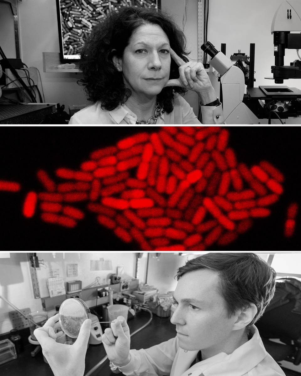 Three stacked photos show Bonnie Bassler, a microscopic image of bacteria, and a researcher looking at a petri dish.