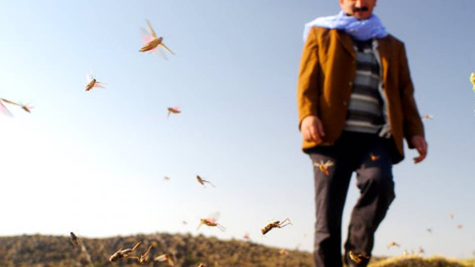 Locusts in Turkey