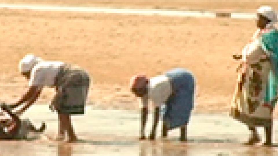 Lily Cowles documentary