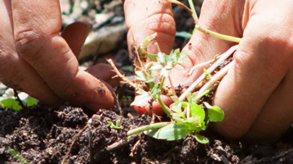 Earth Day planting homepage