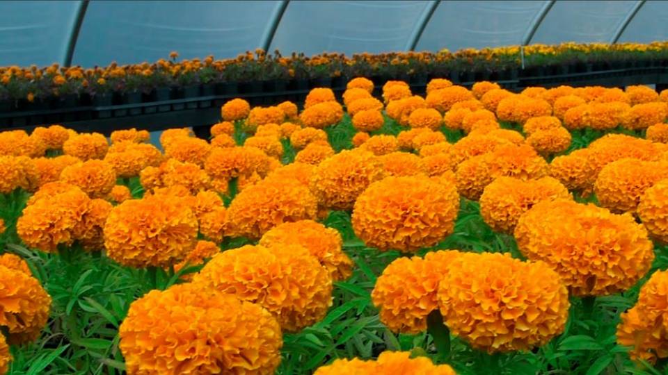 Greenhouse marigolds