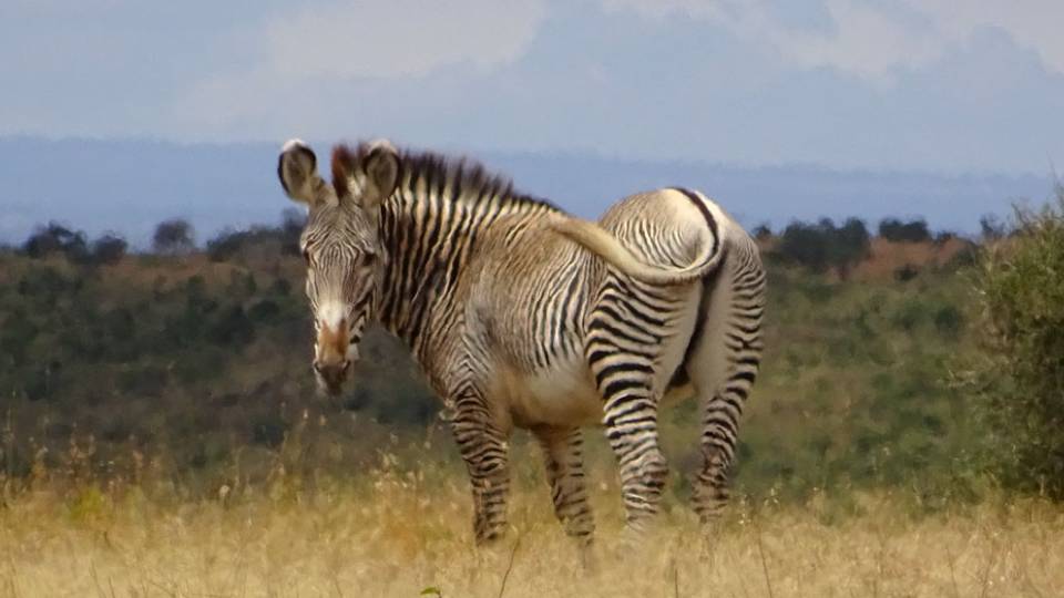 Mpala Grevy zebra