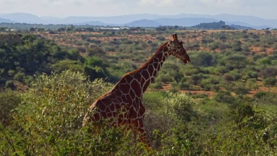 Photos from the Mpala Research Centre giraffe