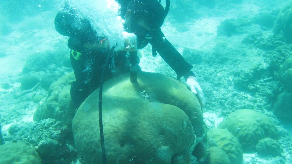 Diver taking a sample of coral