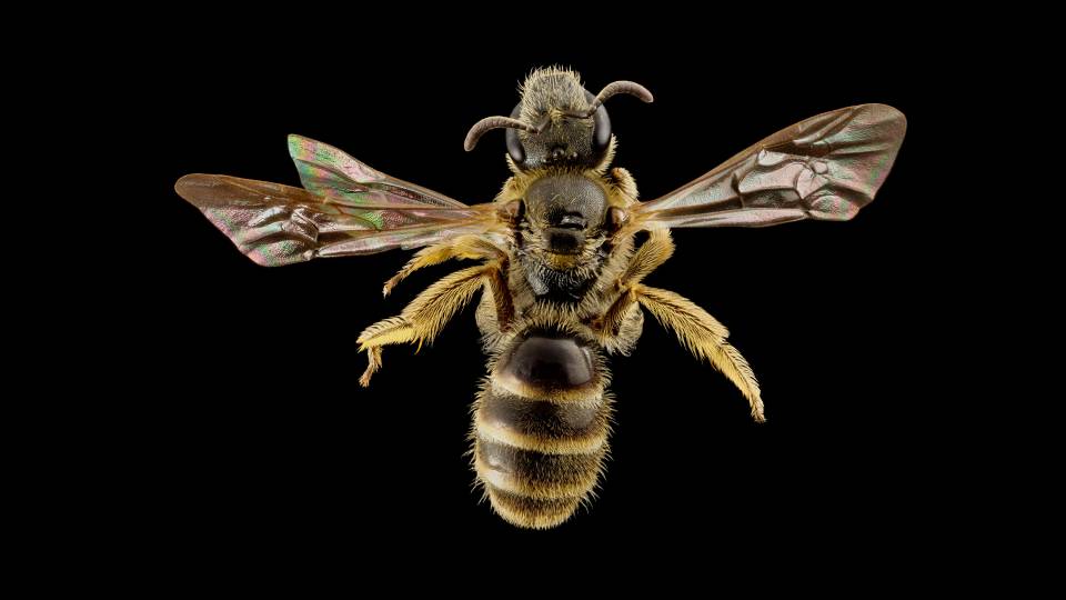 A bee seen from the top