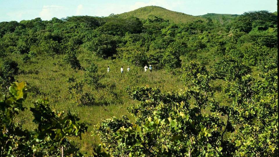Lush, vine-laden forest in Costa Rica