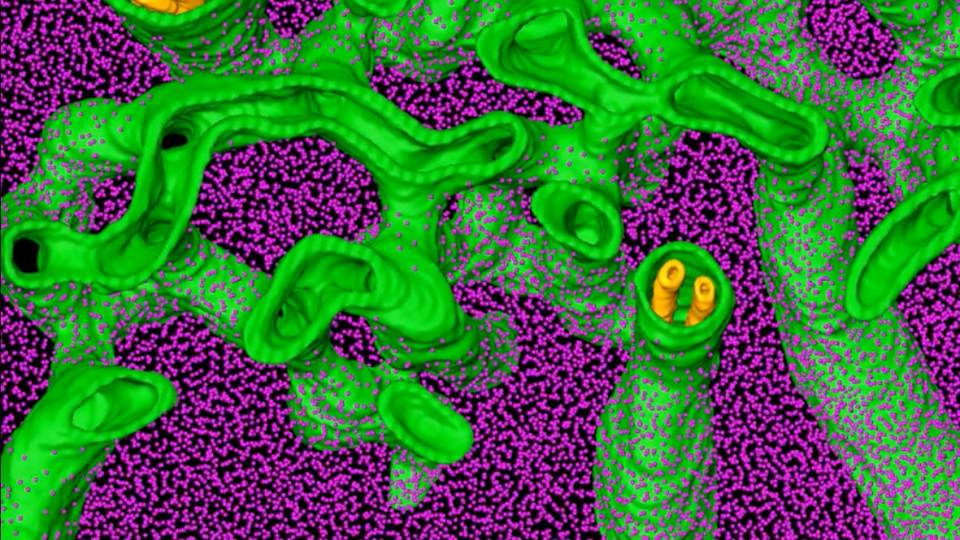 cryo-electron tomography of the architecture of the pyrenoid